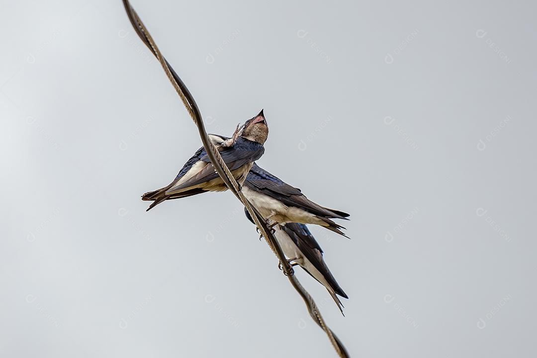 Martim de peito cinza adulto da espécie Progne chalybea empoleirado em um fio elétrico