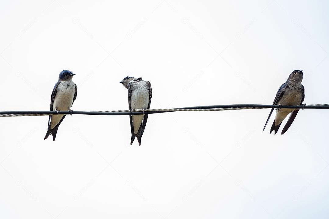 Martim de peito cinza adulto da espécie Progne chalybea empoleirado em um fio elétrico