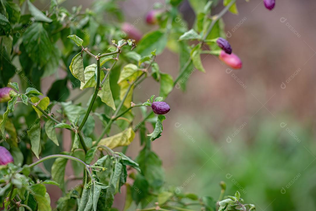 Plantas de pimenta com frutas