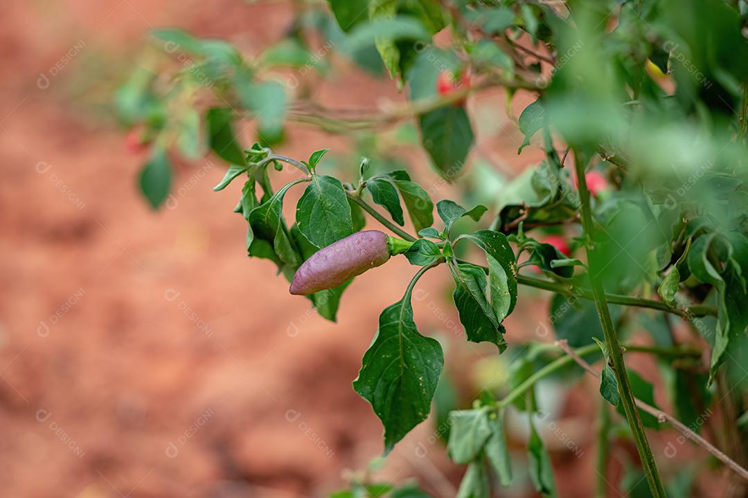 Plantas de pimenta com frutas