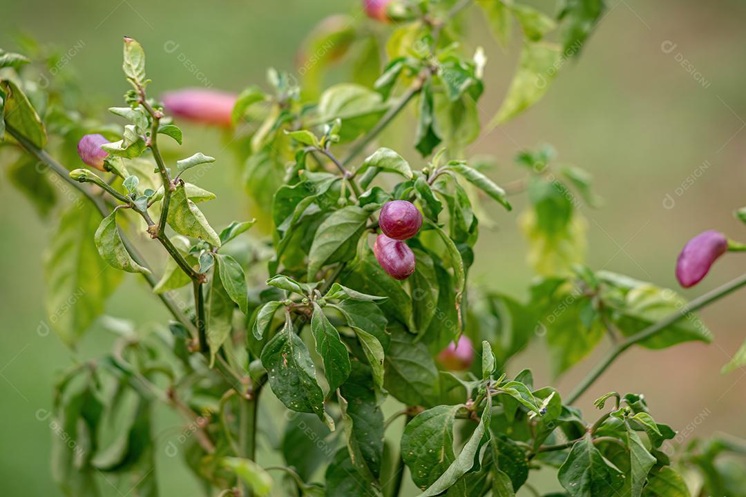 Plantas de pimenta com frutas