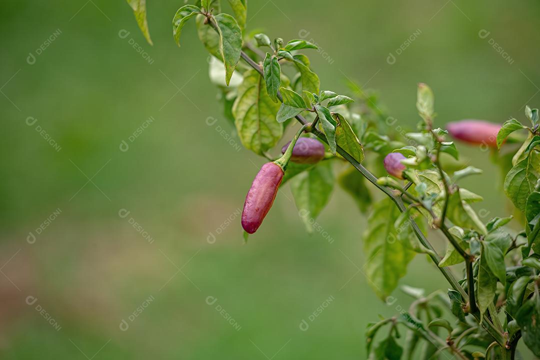 Plantas de pimenta com frutas