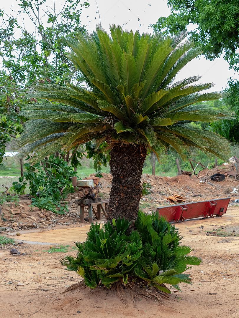 Planta Cycad Verde do Gênero Cycas