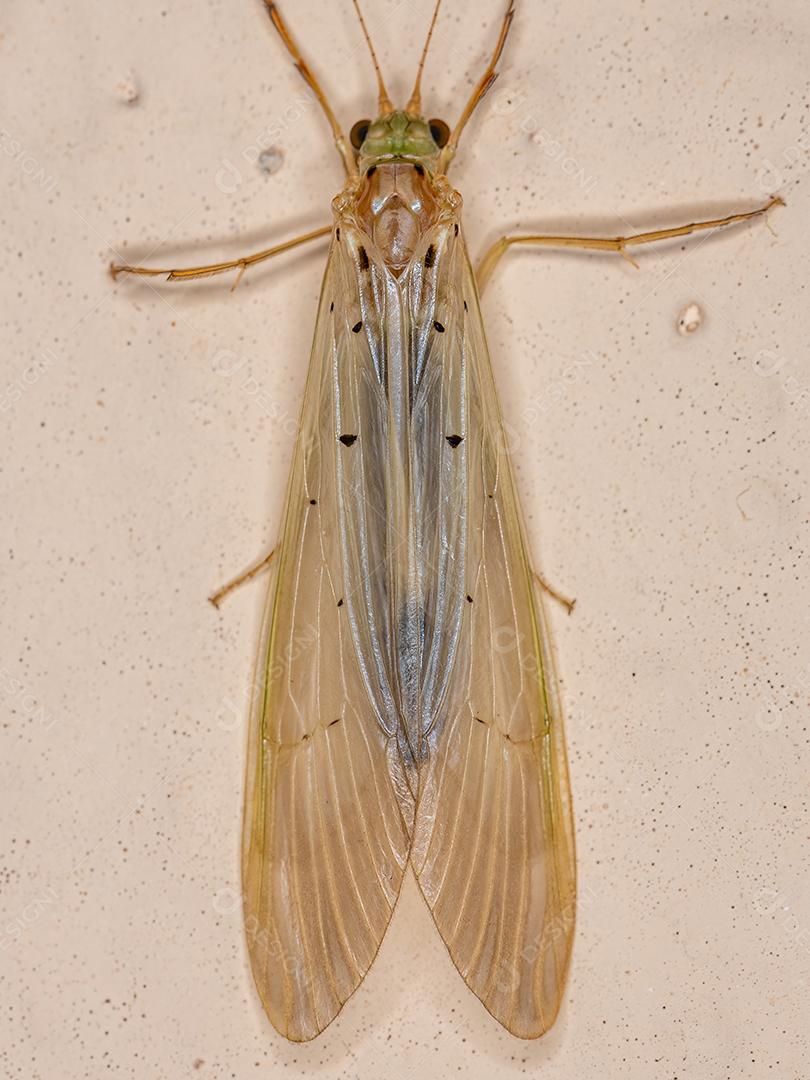 Inseto Caddisfly adulto do gênero Synoestropsis