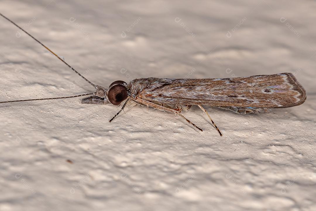 Inseto Caddisfly adulto da Ordem Trichoptera