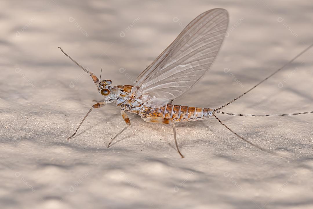 Fêmea adulta Mayfly Prong-gilled da família Leptophlebiidae