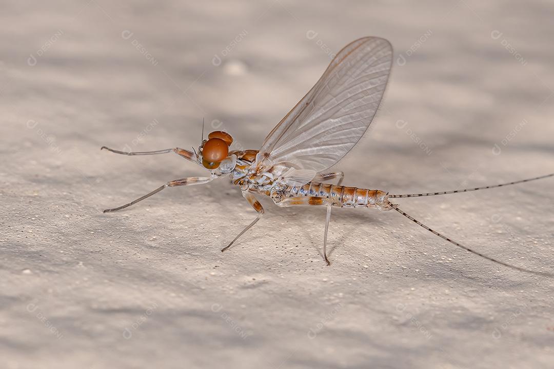 Mayfly macho adulto com guelras prong do Família Leptophlebiidae