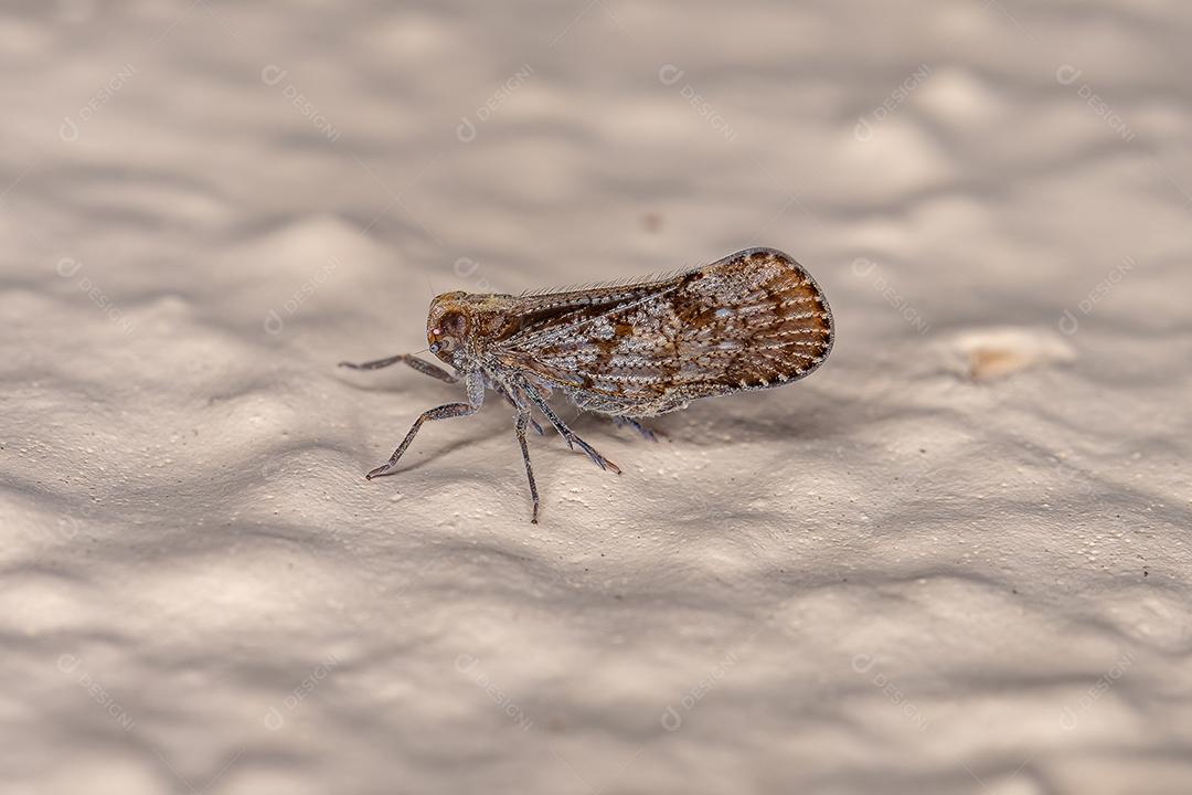 Planthopper pequeno adulto da família Cixiidae