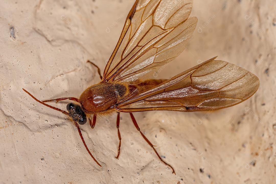 Formiga alada macho adulto da subfamília Dorylinae