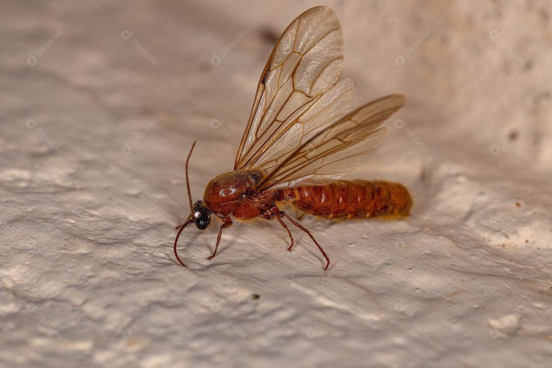 Formiga alada macho adulto da subfamília Dorylinae