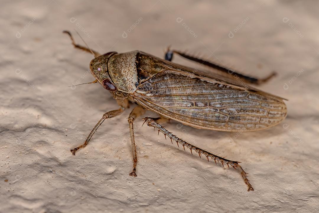 Cigarrinha Típica adulta da espécie Sordana sordida