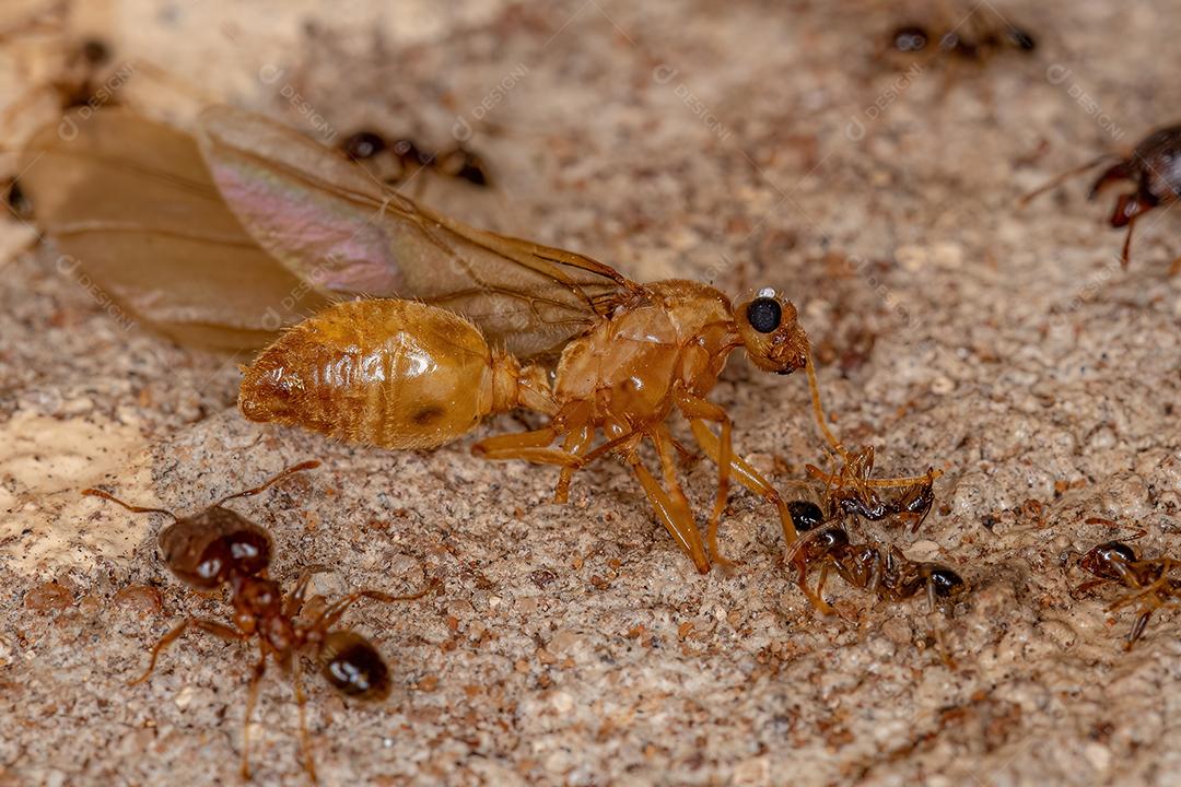 Formiga alada macho adulto morto da família Formicidae
