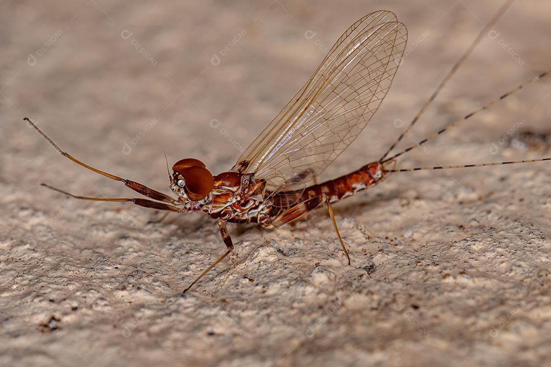 Macho adulto Mayfly Prong-gilled do gênero Thraulodes