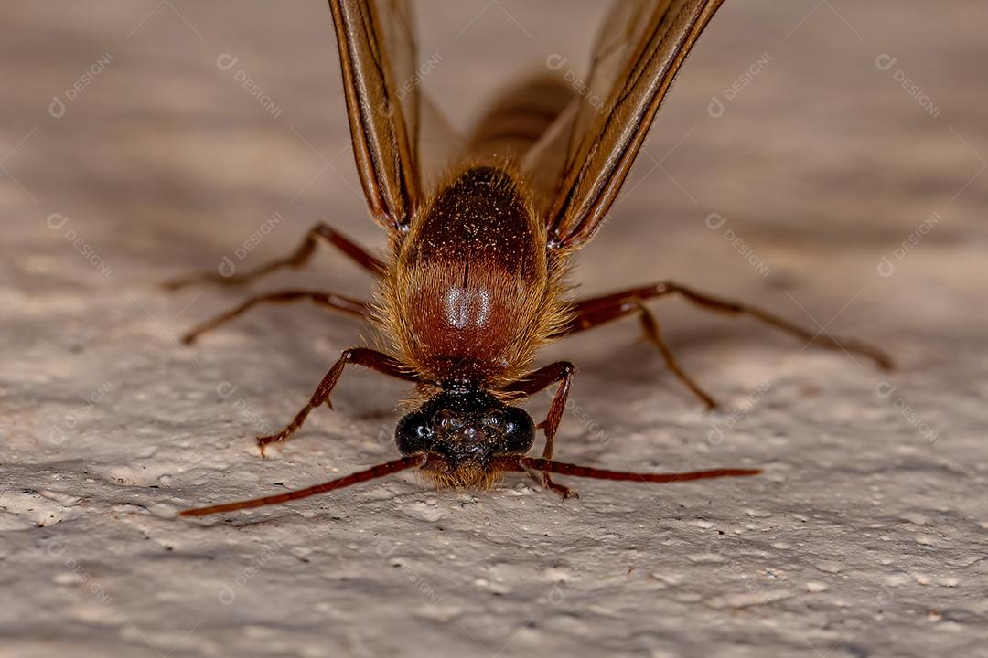 Formiga alada macho adulto da subfamília Dorylinae