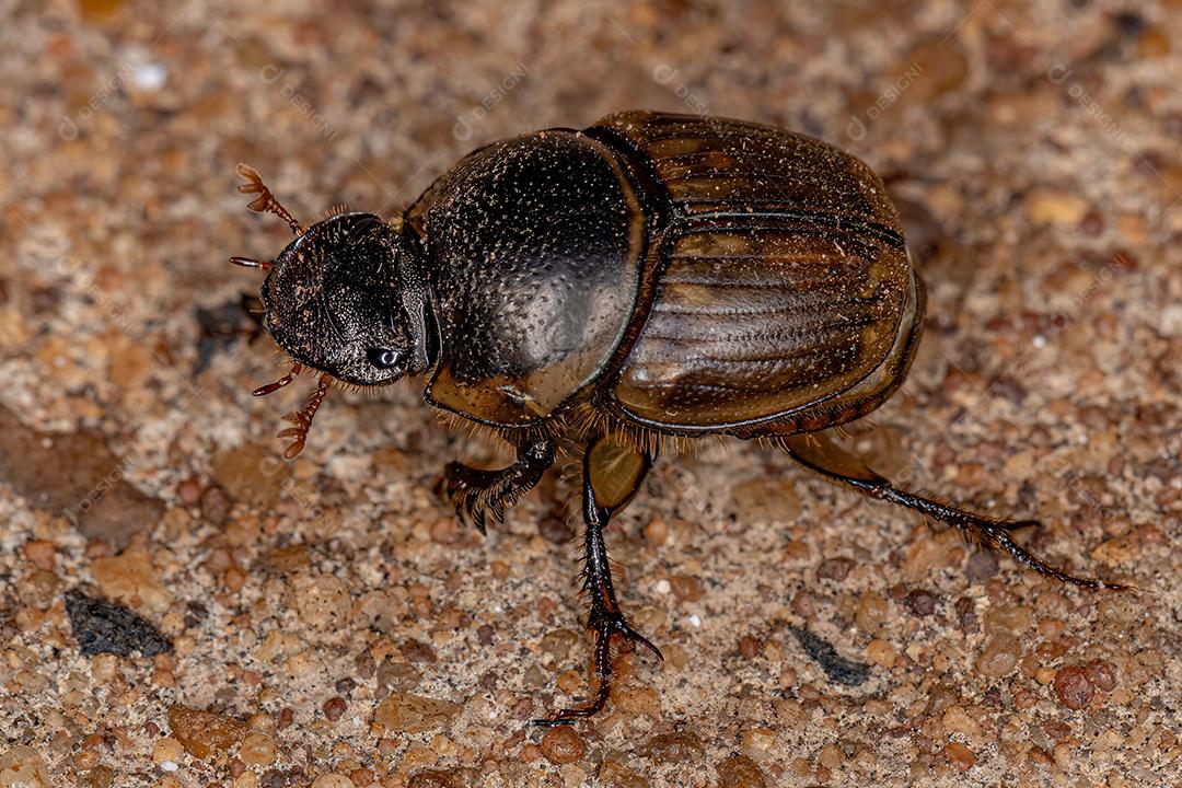 Escaravelho de gazela adulto da espécie Digitonthophagus gazella