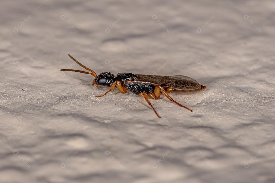 Vespa plana adulta da família Bethylidae