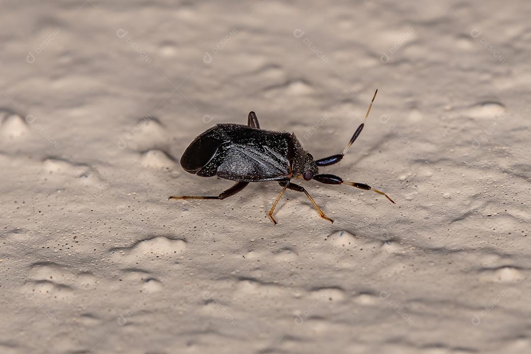 Insetos de planta pretos adultos da família Miridae