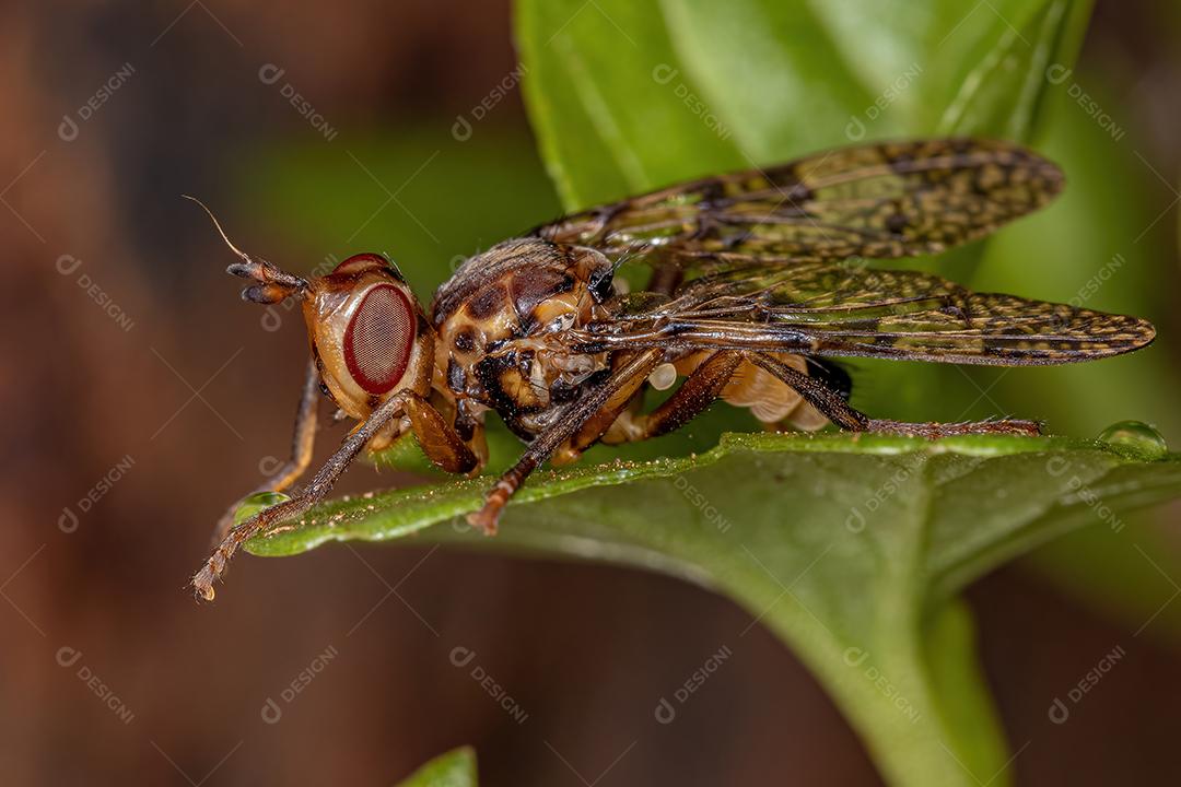 Escaravelho adulto perseguindo mosca da família Pyrgotidae