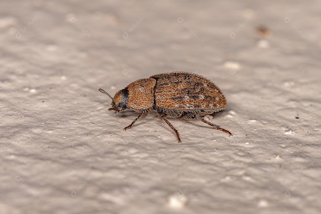 Besouro Darkling adulto da família Tenebrionidae