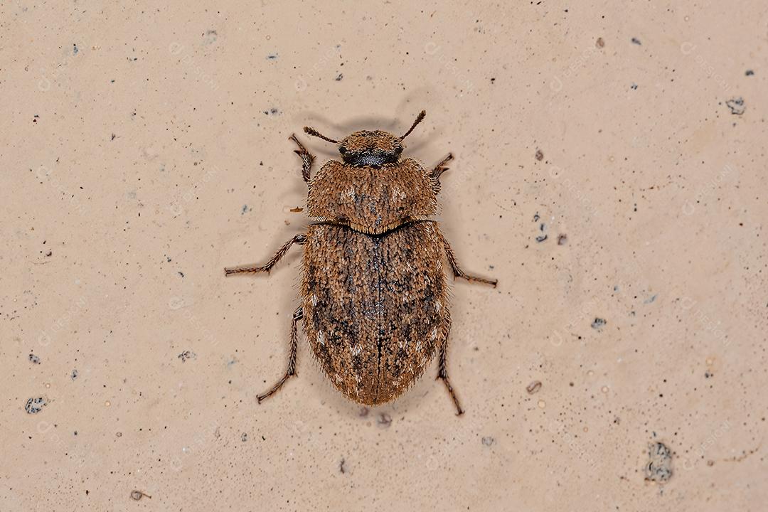 Besouro Darkling adulto da família Tenebrionidae