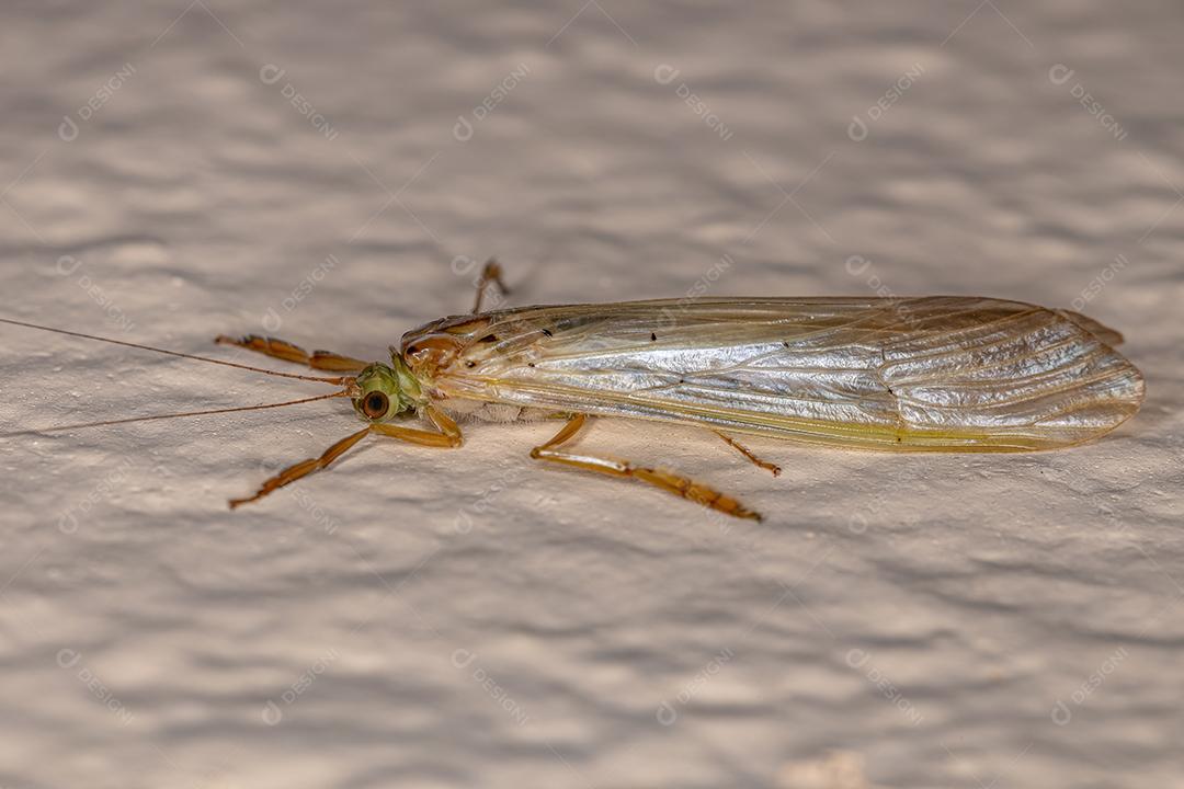 Inseto Caddisfly adulto do gênero Synoestropsis