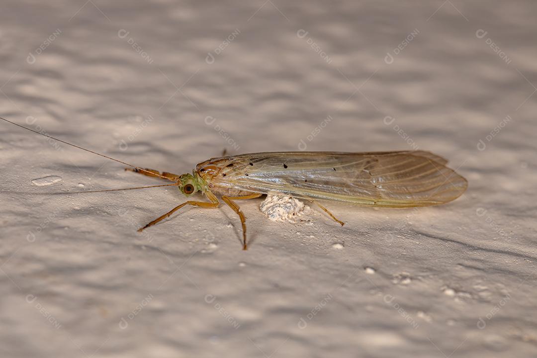 Inseto Caddisfly adulto do gênero Synoestropsis