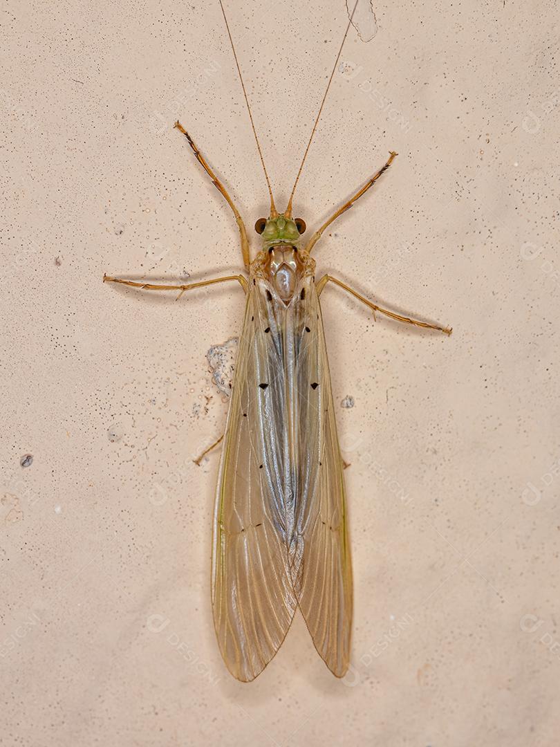 Inseto Caddisfly adulto do gênero Synoestropsis