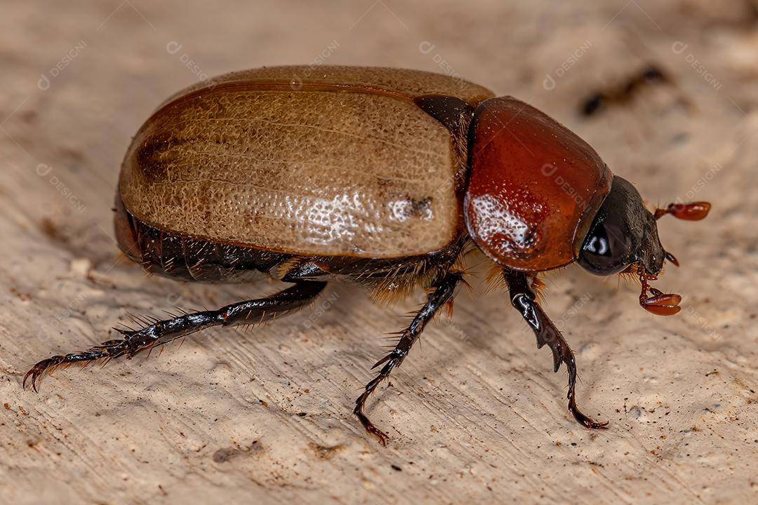 Escaravelho marrom adulto da família Scarabaeidae