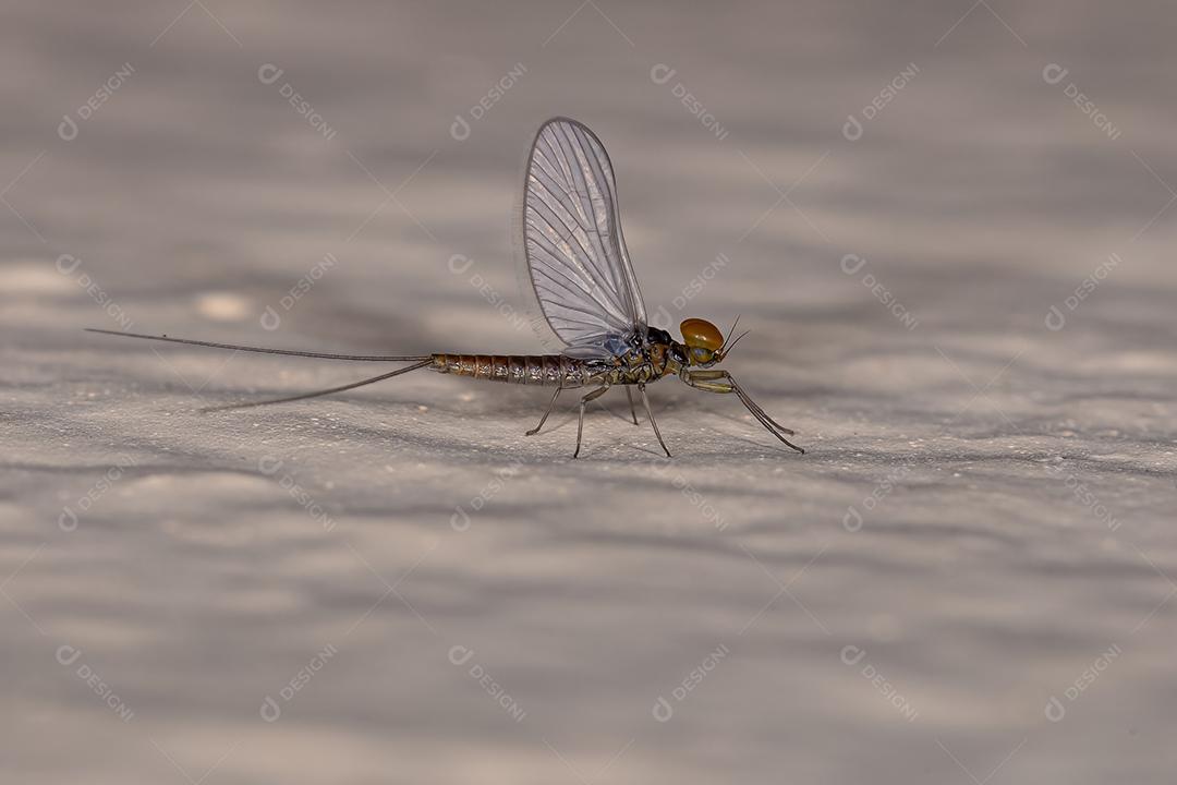 Mayfly macho adulto da família Baetidae