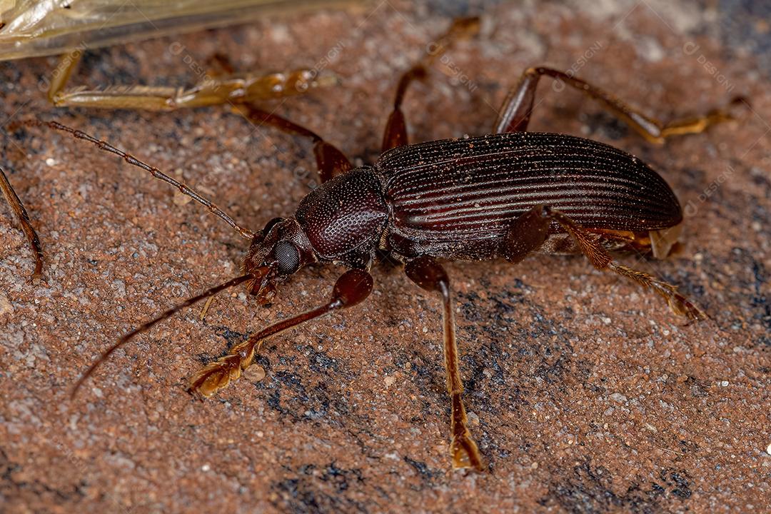 Besouro Darkling adulto da Tribo Alleculini