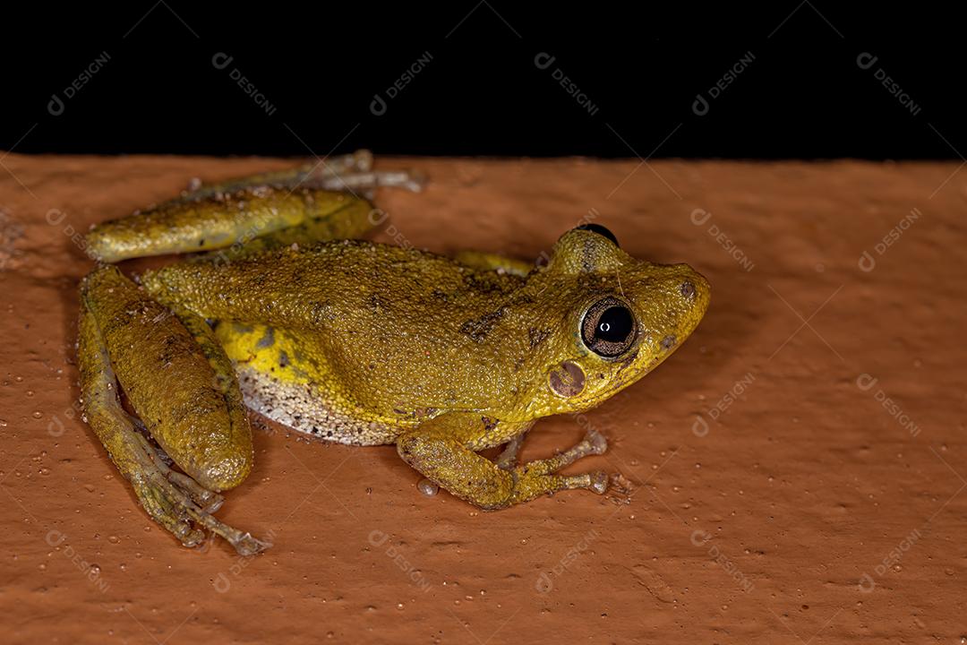 Rã-de-focinho-de-focinho-de-focinho-da-espécie Scinax fuscovarius