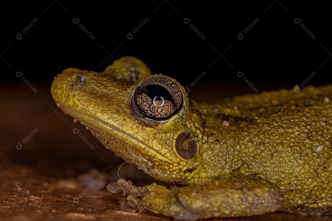 Rã-de-focinho-de-focinho-de-focinho-da-espécie Scinax fuscovarius