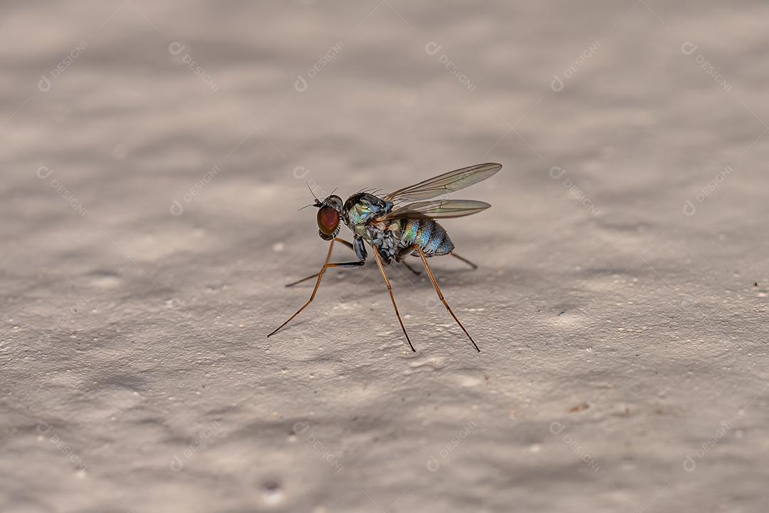 Mosca de pernas compridas adulta da família Dolichopodidae