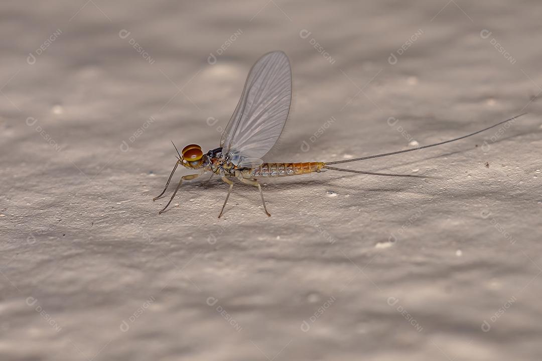 Fêmera adulta da família Baetidae