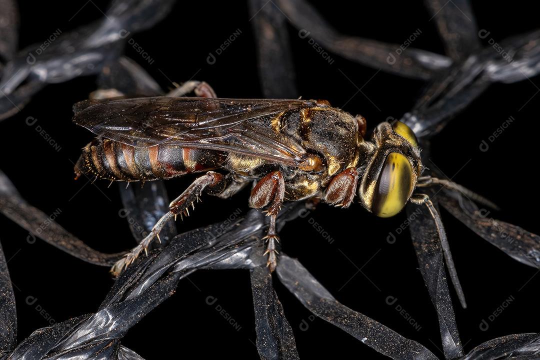 Vespa Amante da Areia Adulta do Gênero Tachytes