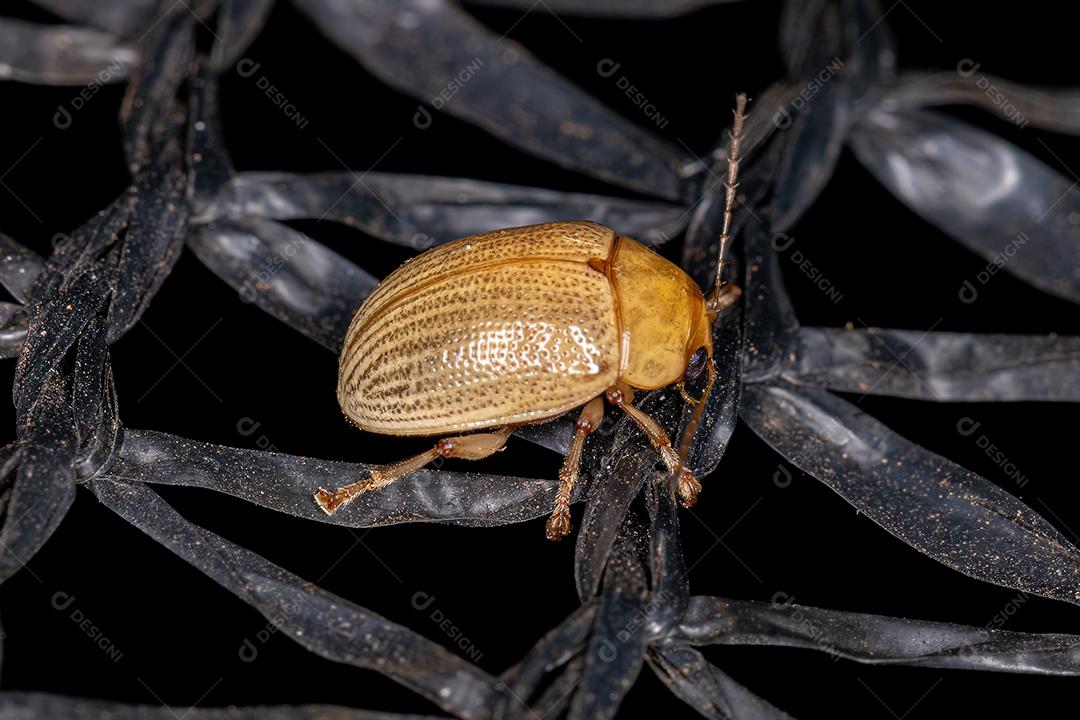 Besouro de folha adulto da subfamília Eumolpinae