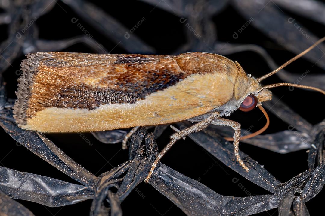 Mariposa bicolor da espécie Ponometia exigua