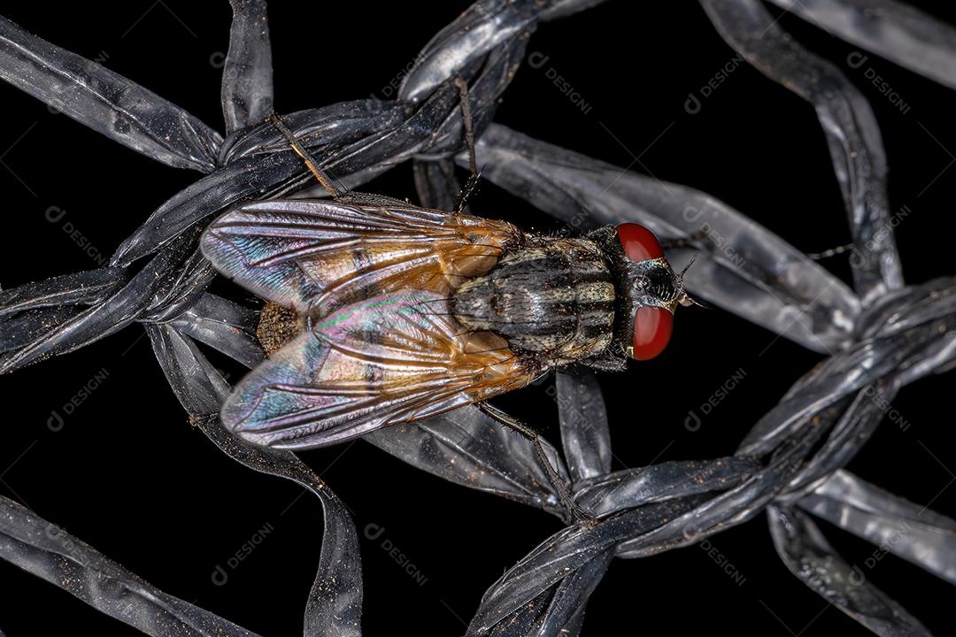 Mosca doméstica adulta da espécie Musca domestica