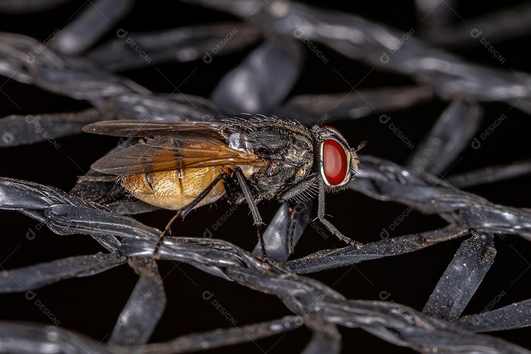 Mosca doméstica adulta da espécie Musca domestica