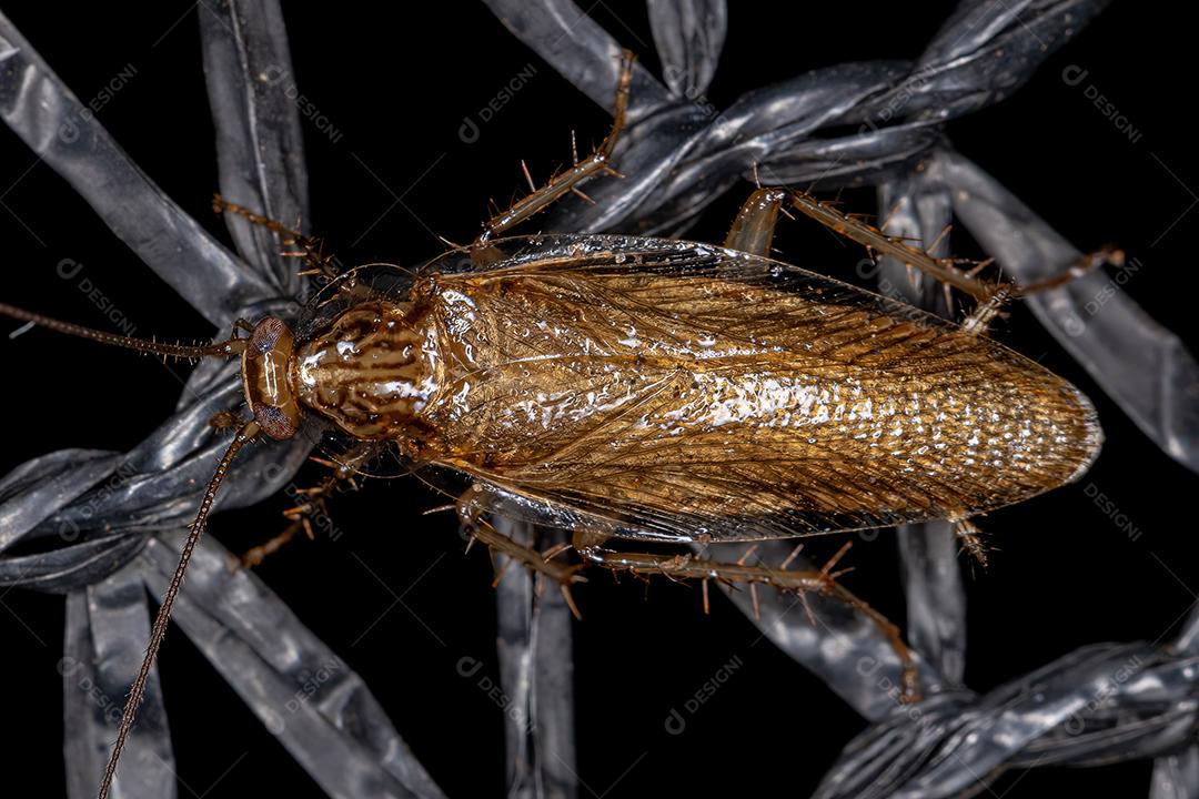 Barata de madeira adulta da família Ectobiidae