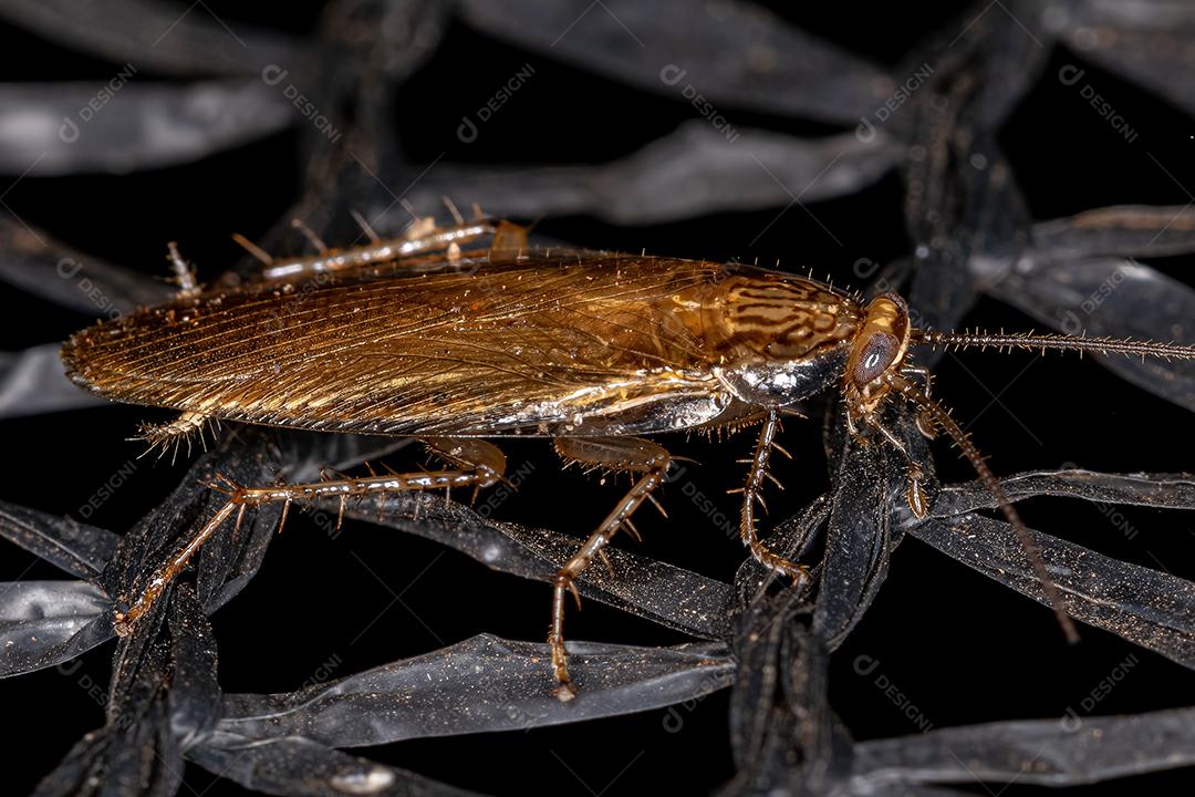 Barata de madeira adulta da família Ectobiidae