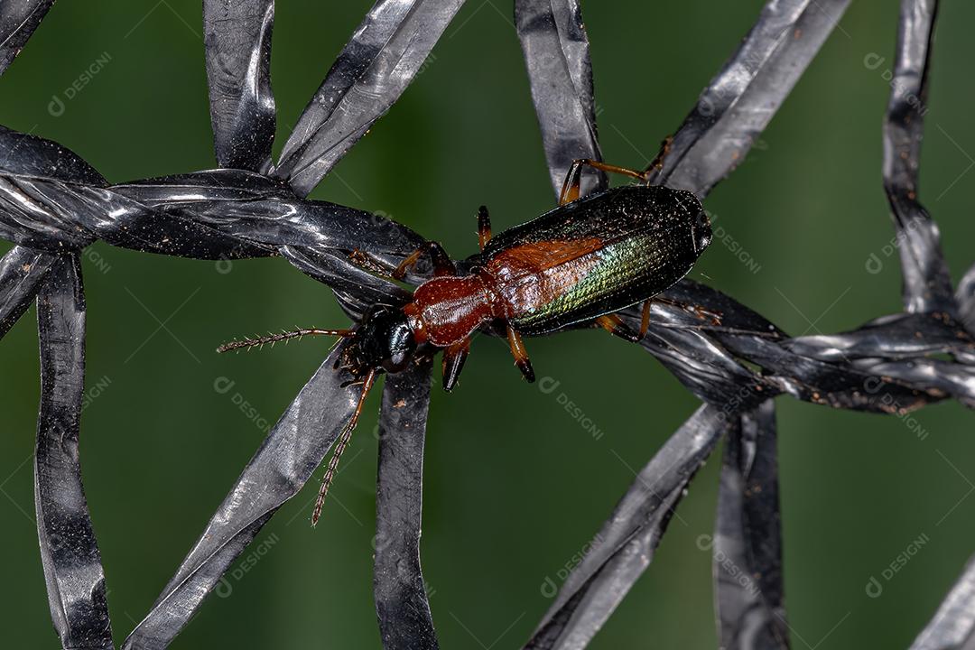 Besouro terrestre adulto do gênero Calleida