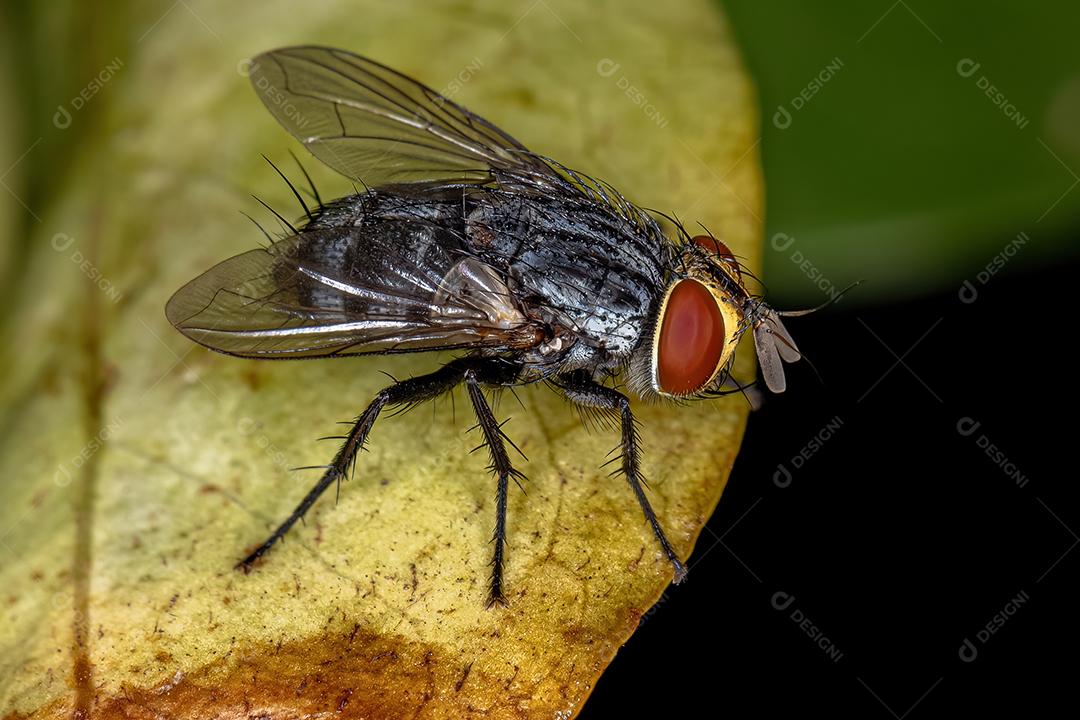 Mosca de cerdas adulta da família Tachinidae