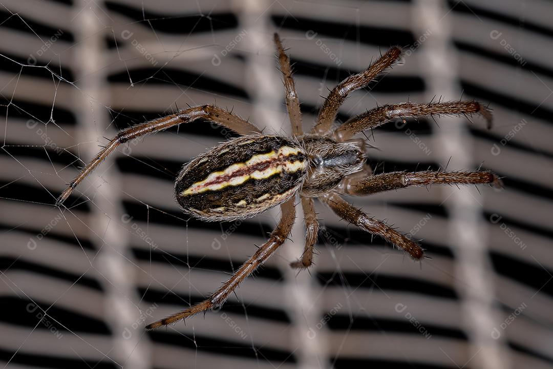 Macho adulto Grama Neoscona Aranha da espécie Neoscona moreli