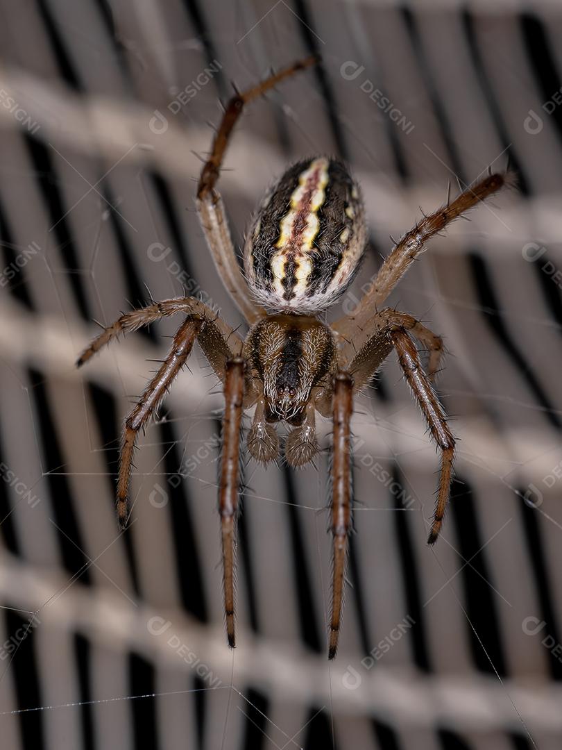 Macho adulto Grama Neoscona Aranha da espécie Neoscona moreli