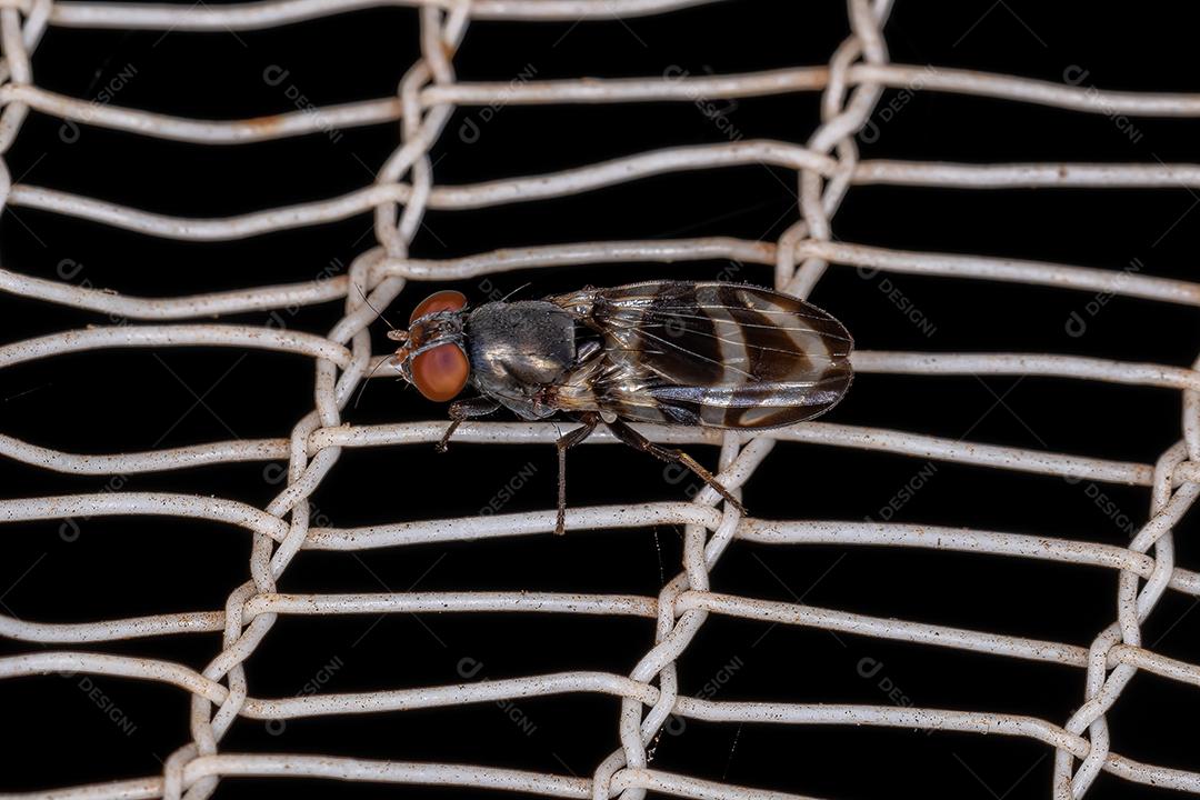 Mosca de asas adultas da família Ulidiidae