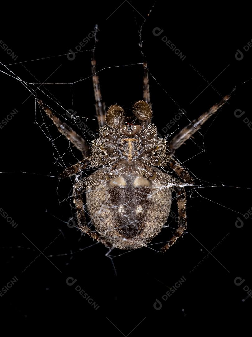 Pequena aranha orbweaver da família Araneidae