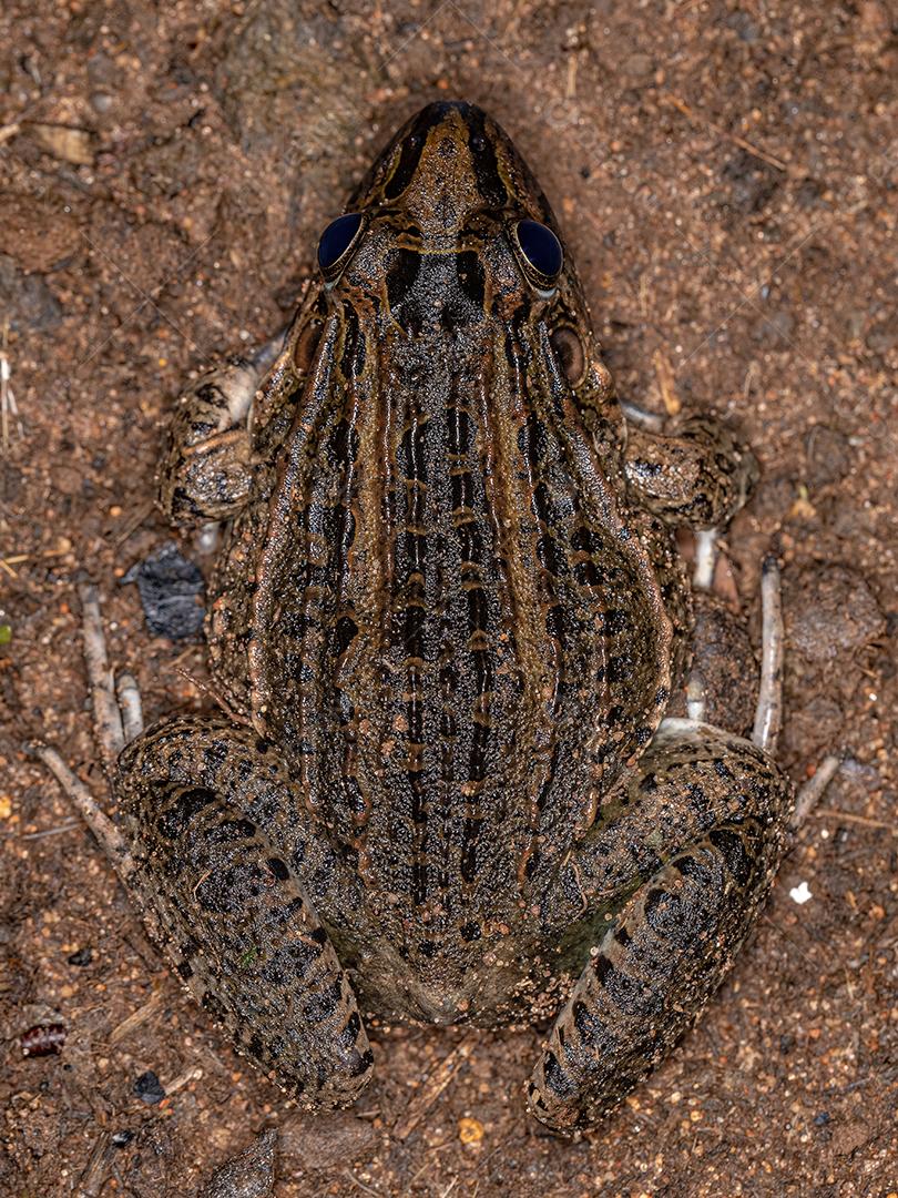 Miranda Sapo de lábios brancos da espécie Leptodactylus macrosternum