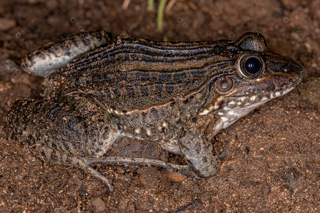 Miranda Sapo de lábios brancos da espécie Leptodactylus macrosternum
