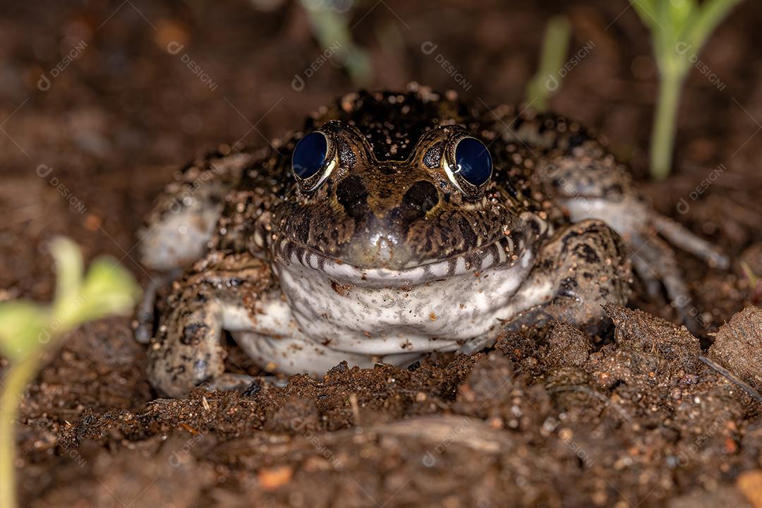 Miranda Sapo de lábios brancos da espécie Leptodactylus macrosternum
